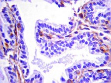 Anti-CD45 Antibody, clone IBL-5/25 clone IBL-5/25, from rat