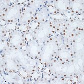 Anti- HMGB1 antibody produced in rabbit