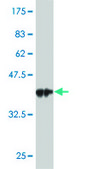 ANTI-HOXA5 antibody produced in mouse clone 2C3, purified immunoglobulin, buffered aqueous solution