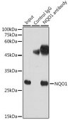 Anti-NQO1 antibody produced in rabbit