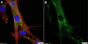 Anti-Neprilysin/CD10 Antibody, clone 1C22 ZooMAb® Rabbit Monoclonal recombinant, expressed in HEK 293 cells