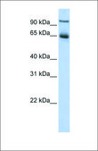 Anti-NR4A1 antibody produced in rabbit affinity isolated antibody
