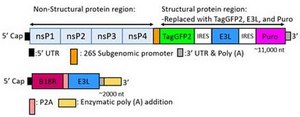 TagGFP2 Simplicon® RNA (E3L) Kit To determine optimal transfection conditions to express the self-replicating RNA of your interest through using Simplicon® Cloning Vector (E3L) (Part #:SCR724) in hard-to- transfect somatic or primary cells
