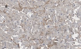 Anti-Connexin 43 Antibody, clone 5H23, ZooMAb® Rabbit Monoclonal recombinant, expressed in HEK 293 cells