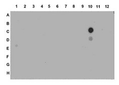 抗乙酰组蛋白H4（Lys5）抗体 serum, from rabbit