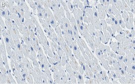 Anti-Cytochrome c Antibody, clone 1M14 ZooMAb® Rabbit Monoclonal recombinant, expressed in HEK 293 cells