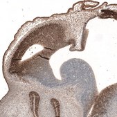 Monoclonal Anti-PAX6 antibody produced in mouse Prestige Antibodies® Powered by Atlas Antibodies, clone CL5414, purified immunoglobulin, buffered aqueous glycerol solution