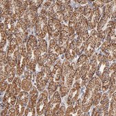 Anti-PHB antibody produced in rabbit Prestige Antibodies® Powered by Atlas Antibodies, affinity isolated antibody, buffered aqueous glycerol solution
