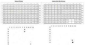Anti-Dimethyl Histone H3 (Lys4) Antibody, clone CMA303 clone CMA303, from mouse