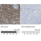 Anti-ASL antibody produced in rabbit Prestige Antibodies® Powered by Atlas Antibodies, affinity isolated antibody, buffered aqueous glycerol solution