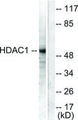 Anti-HDAC1 antibody produced in rabbit affinity isolated antibody