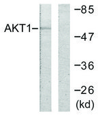Anti-AKT antibody produced in rabbit affinity isolated antibody