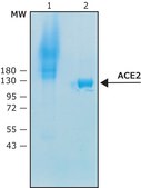 Angiotensin Converting Enzyme-2, ACE2 biotin-tagged, human recombinant, ≥1000000U/mg, expressed in HEK 293 cells