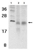 Anti-BAFF receptor Antibody from rabbit, purified by affinity chromatography