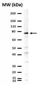 Anti-Tbr1 Antibody from rabbit, purified by affinity chromatography