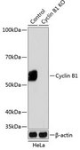Anti- Cyclin B1 antibody produced in rabbit
