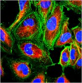 抗-α-微管蛋白抗体，酪氨酸化，克隆YL1/2 clone YL 1/2, from rat