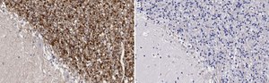 Anti-GABRB2 Antibody, clone BD17 ZooMAb® Mouse Monoclonal recombinant, expressed in HEK 293 cells