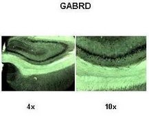 Anti-GABRD antibody produced in rabbit affinity isolated antibody