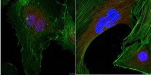 Anti-CLOCK from guinea pig