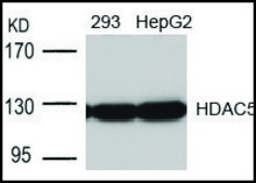 Anti-HDAC5 (Ab-498) antibody produced in rabbit affinity isolated antibody