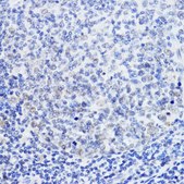 Anti-SIRT1 antibody produced in rabbit