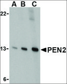Anti-PEN2 (ab1) antibody produced in rabbit IgG fraction of antiserum, buffered aqueous solution