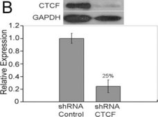 抗CTCF抗体 serum, Upstate®