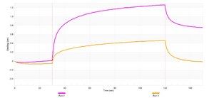 Anti-RAP1A Antibody, clone 1K15 ZooMAb® Rabbit Monoclonal recombinant, expressed in HEK 293 cells