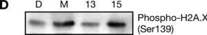 Anti-phospho-Histone H2A.X (Ser139) Antibody, clone JBW301 clone JBW301, Upstate®, from mouse