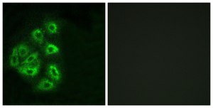 Anti-PI3-kinase p85-α antibody produced in rabbit affinity isolated antibody