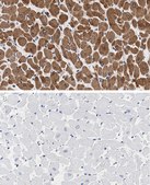 Anti-Phospholamban Antibody, clone 4J16 , ZooMAb® Rabbit Monoclonal recombinant, expressed in HEK 293 cells