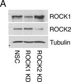 Anti-α-Tubulin antibody, Mouse monoclonal clone DM1A, purified from hybridoma cell culture