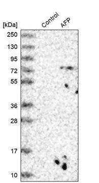 Anti-AFP antibody produced in rabbit Prestige Antibodies® Powered by Atlas Antibodies, affinity isolated antibody, buffered aqueous glycerol solution