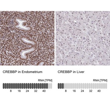 Anti-CREBBP antibody produced in rabbit Prestige Antibodies® Powered by Atlas Antibodies, affinity isolated antibody, buffered aqueous glycerol solution