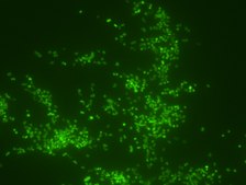 Porphyromonas gingivalis FISH probe - ATTO488 Probe for fluorescence in situ hybridization (FISH)