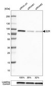 Monoclonal Anti-EZR antibody produced in mouse Prestige Antibodies® Powered by Atlas Antibodies, clone CL2384, purified immunoglobulin, buffered aqueous glycerol solution