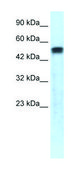 Anti-SERPINA1 (C-terminal) antibody produced in rabbit affinity isolated antibody