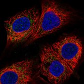 抗MICU1 兔抗 Prestige Antibodies® Powered by Atlas Antibodies, affinity isolated antibody