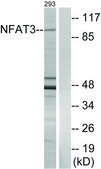 Anti-NFAT3 antibody produced in rabbit affinity isolated antibody
