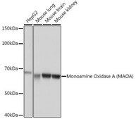 Anti-Monoamine Oxidase A (MAOA) antibody produced in rabbit
