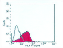 Monoclonal Anti-PLEKHA7 antibody produced in mouse clone PLK7, purified from hybridoma cell culture