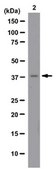 Anti-Histone Macro H2A.1 Antibody from rabbit, purified by affinity chromatography