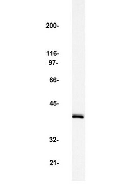 Anti-MAP Kinase 2/Erk2 Antibody Upstate®, from rabbit