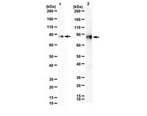 Anti-Zyxin serum, from rabbit