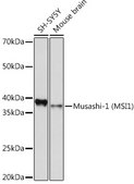 Anti-Musashi-1 (MSI1) Antibody, clone 9S7Y1, Rabbit Monoclonal