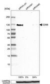 Anti-CD68 antibody produced in rabbit Prestige Antibodies® Powered by Atlas Antibodies, affinity isolated antibody, buffered aqueous glycerol solution