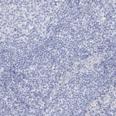 Anti-GABRG1 antibody produced in rabbit Prestige Antibodies® Powered by Atlas Antibodies, affinity isolated antibody, buffered aqueous glycerol solution