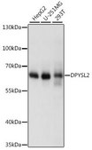 Anti-DPYSL2 antibody produced in rabbit
