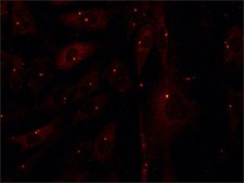 抗 γ-微管蛋白 (AK-15) 兔抗 IgG fraction of antiserum, buffered aqueous solution